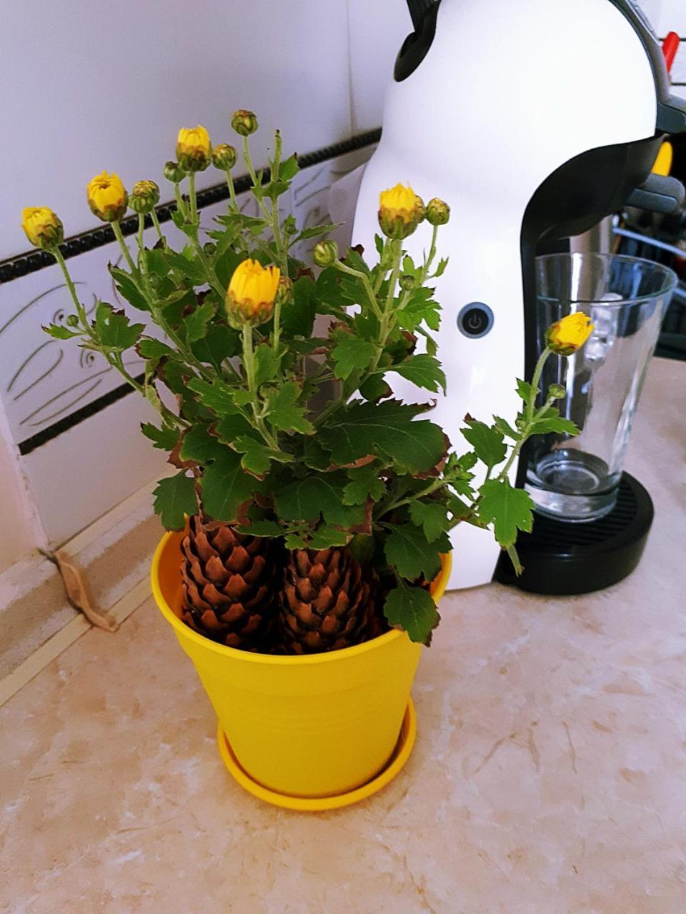 Apartment In The City Center Mini Ивано-Франкивск Екстериор снимка